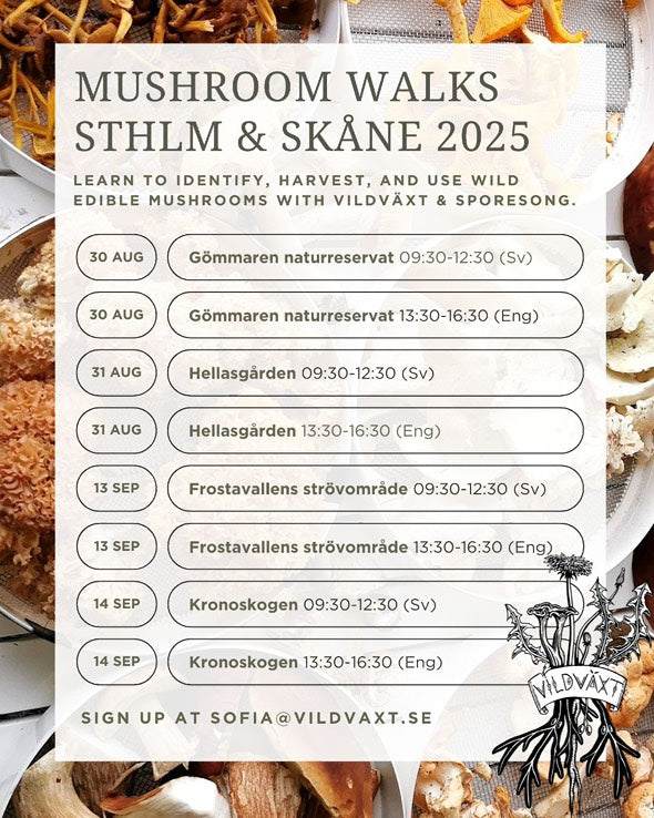 🌿 Mushroom Walk – Sthlm and Skåne (Next date 31st of August)