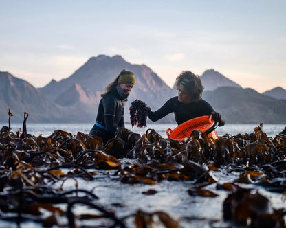🥬 Swedish Seaweed in the Kitchen - Workshop with Sofia from Vildväxt,  15th of sept