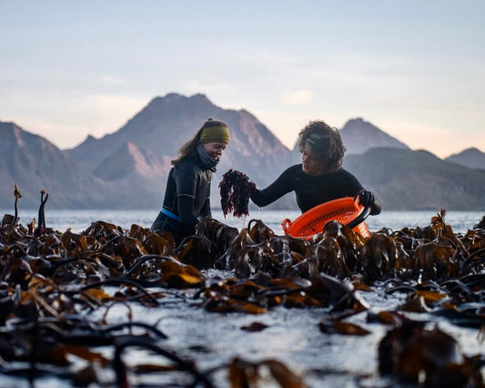 🥬 Swedish Seaweed in the Kitchen - Workshop with Sofia from Vildväxt,  15th of sept